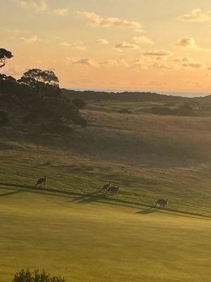 The National - Old course