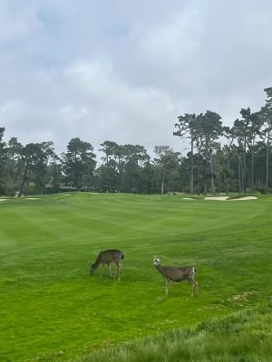 Spyglass Hill