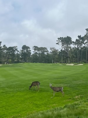 Spyglass Hill