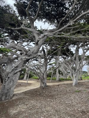 Cypress Point, USA