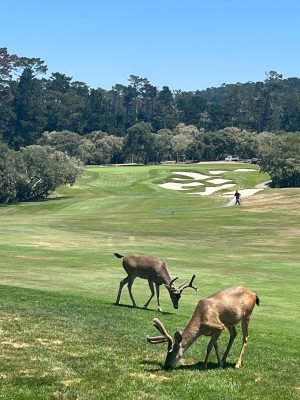 Spyglass Hill
