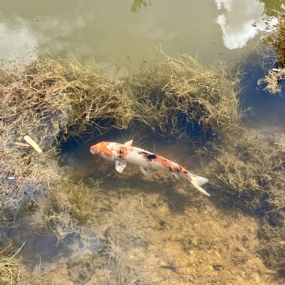 Liphook 09